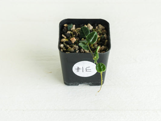 Hoya nummularia (formerly Hoya tengchongensis) | 2-Inch