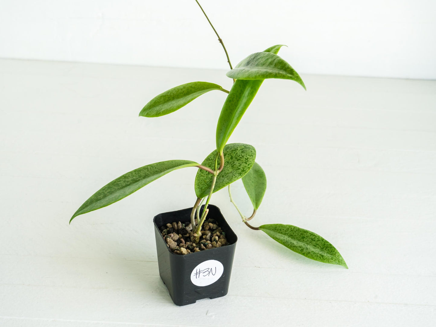 Hoya 'Jita Silver' | 2-Inch