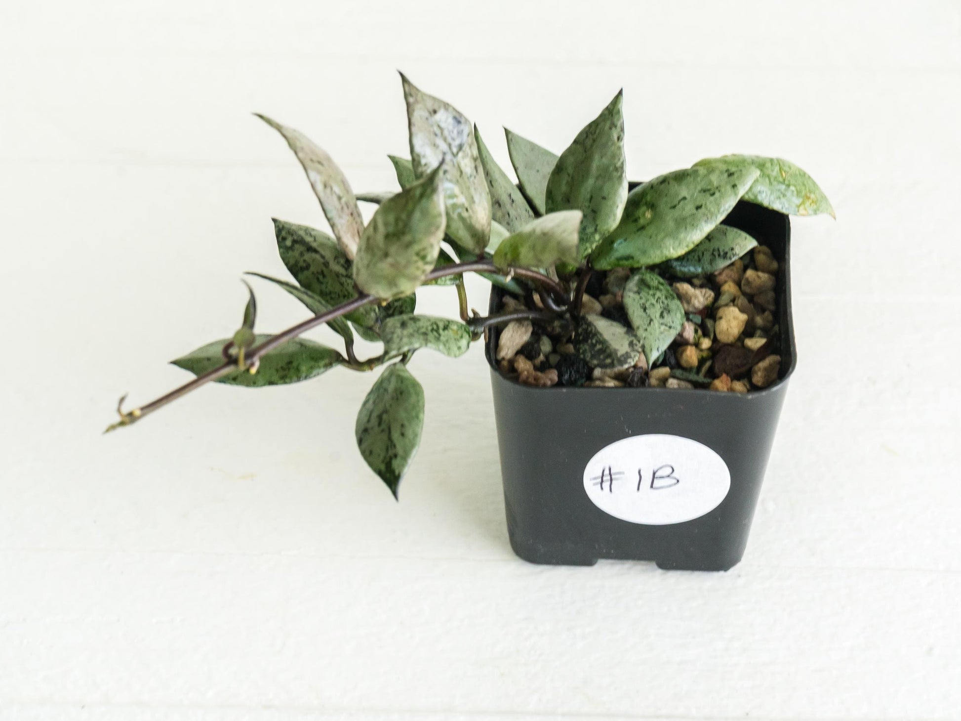 Hoya krohniana 'Super Silver Black' | 2-Inch