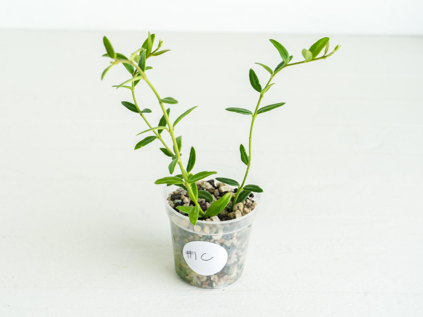 Hoya engleriana (Vietnam) | 2-Inch