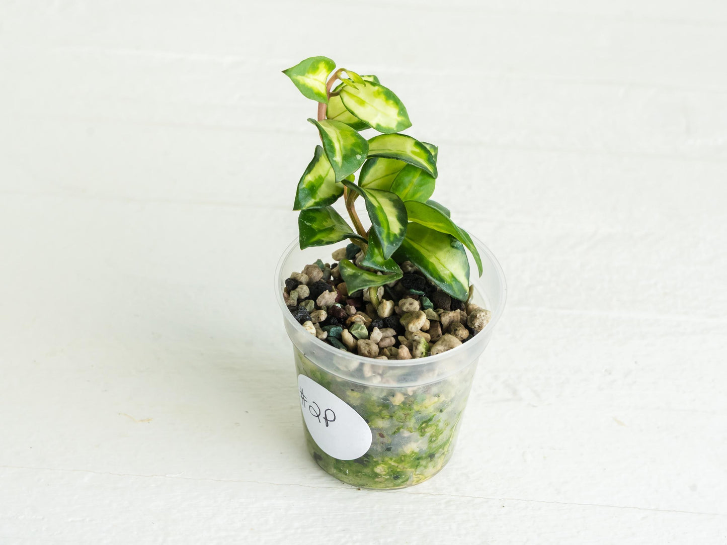 Hoya lacunosa 'Tricolor Bruno' | 2-Inch