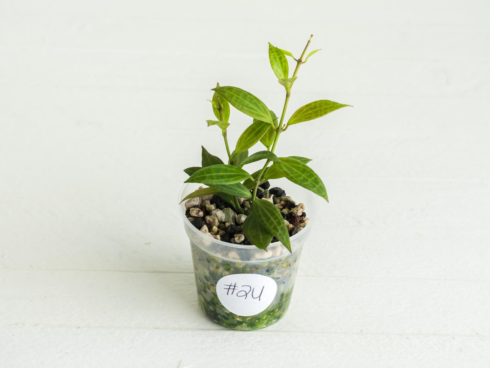 Hoya Microdwarf | 2-Inch