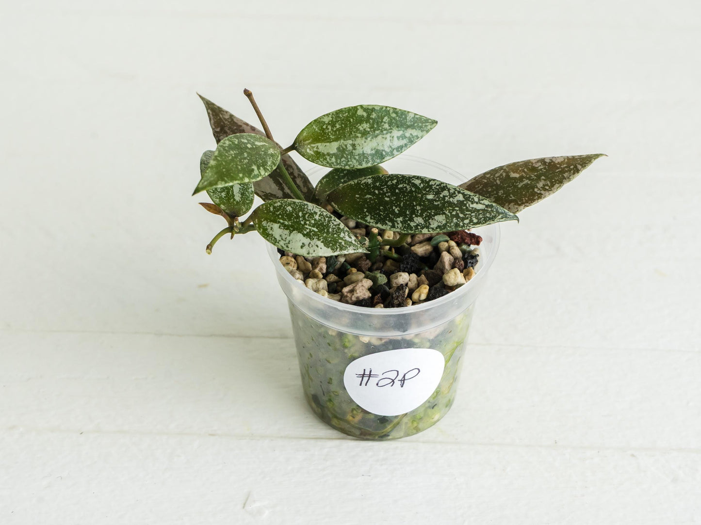 Hoya lacunosa 'Laos Full Splash' | 2-Inch