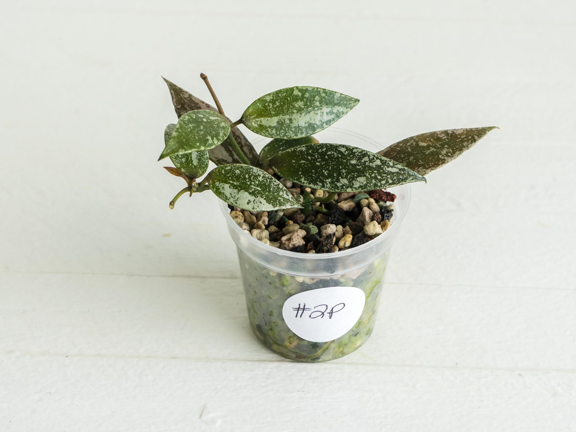 Hoya lacunosa 'Laos Full Splash' | 2-Inch