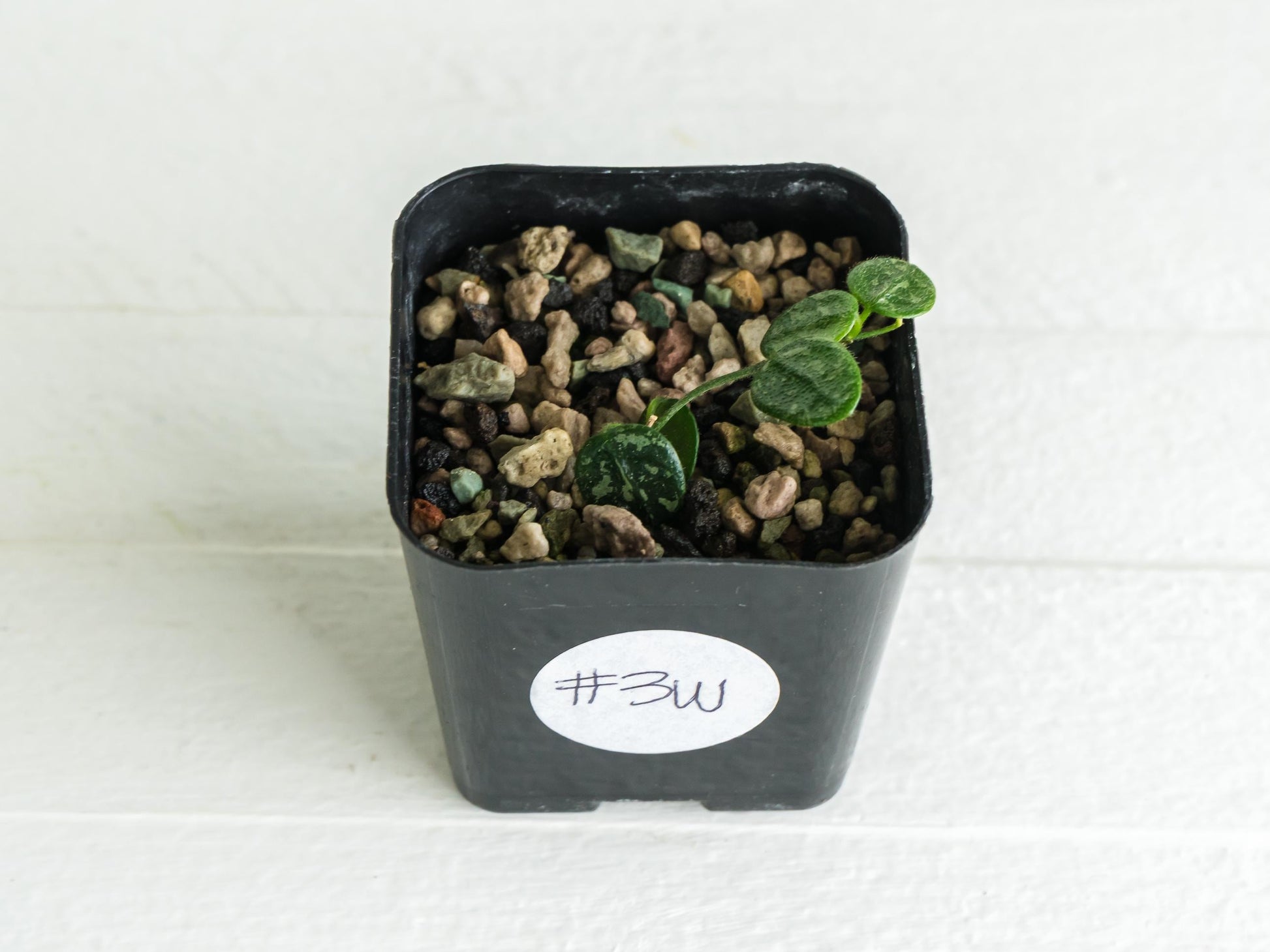 Hoya serpens (Splash) | 2-Inch