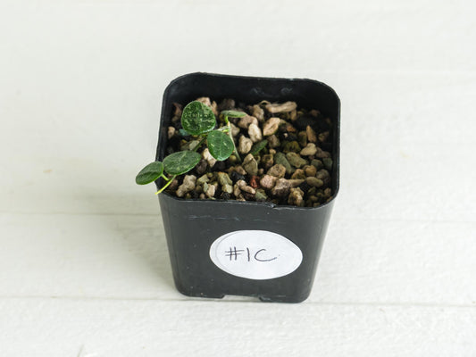 Hoya serpens | 2-Inch