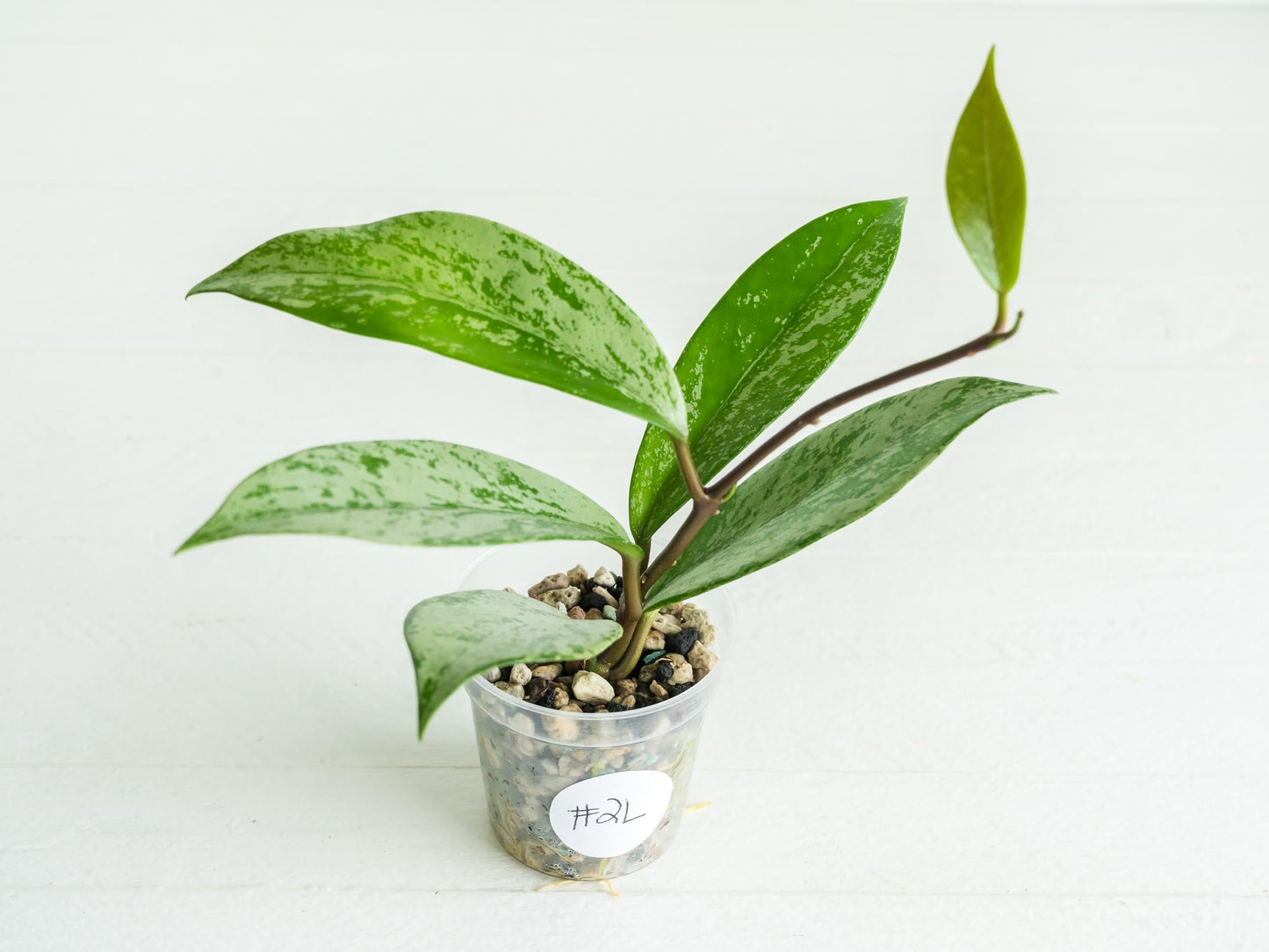 Hoya pubicalyx (Splash) | 2-Inch