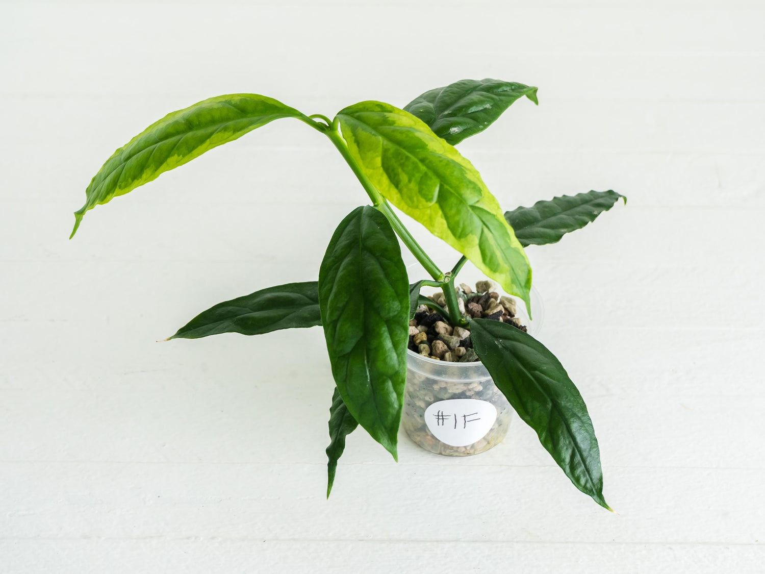 Hoya decipulae (Outer Variegated) | 2-Inch