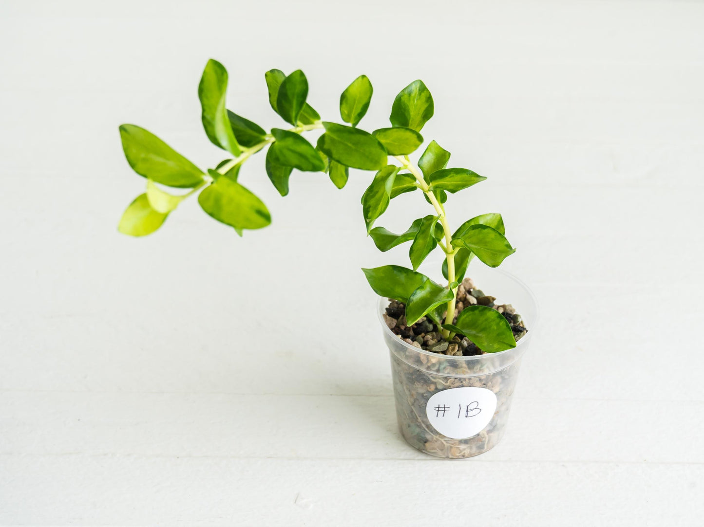 Hoya cumingiana (Inner Variegated) | 2-Inch