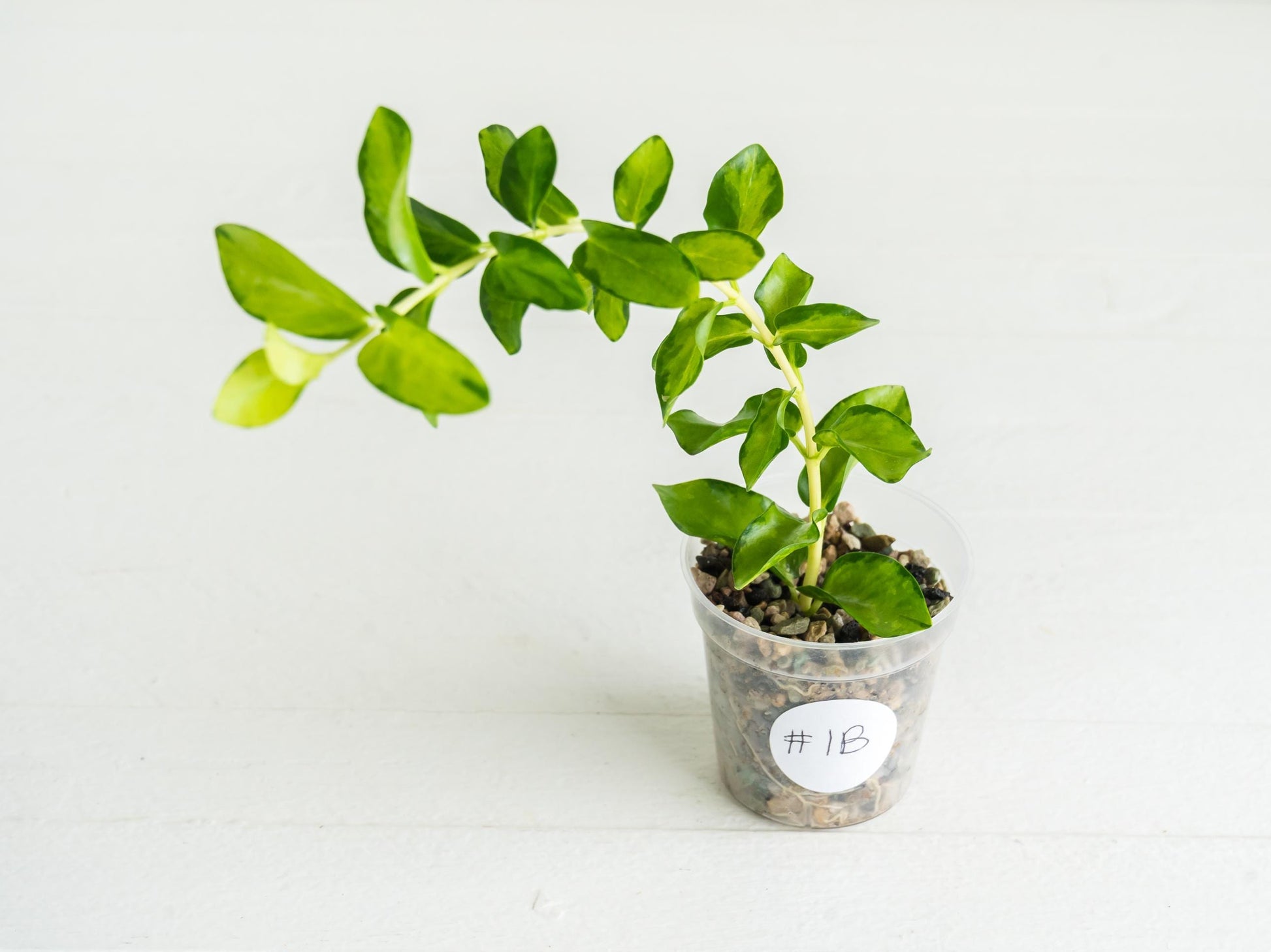 Hoya cumingiana (Inner Variegated) | 2-Inch