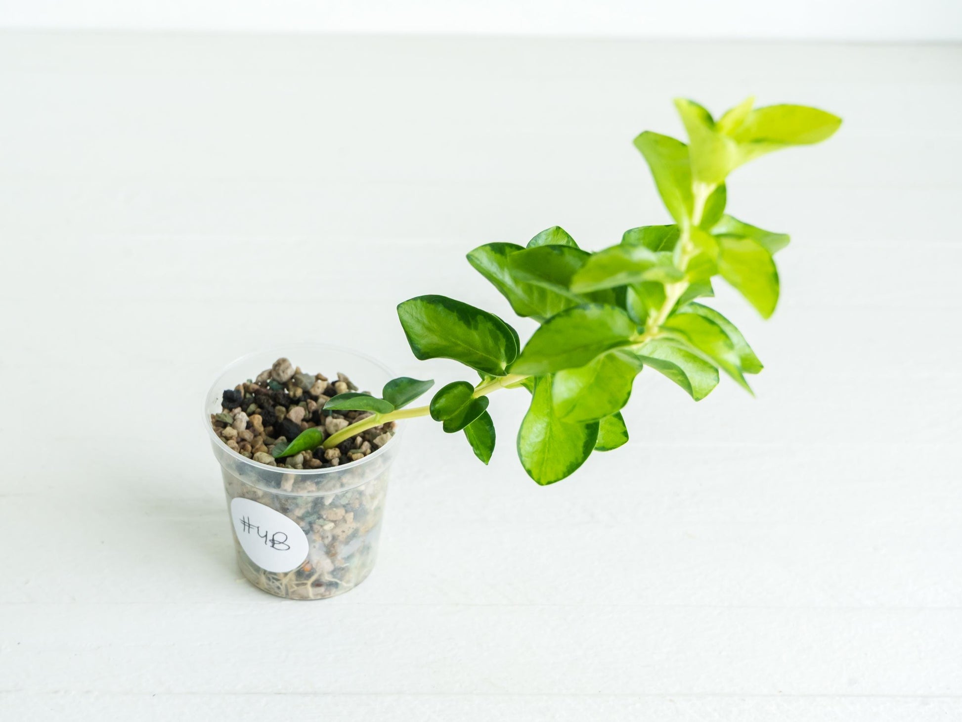 Hoya cumingiana (Inner Variegated) | 2-Inch