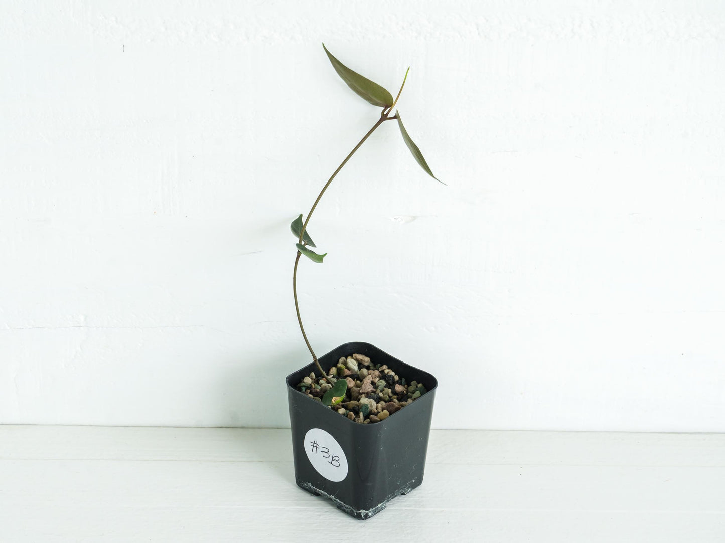 Hoya carrii (NS13-064) | 2-Inch
