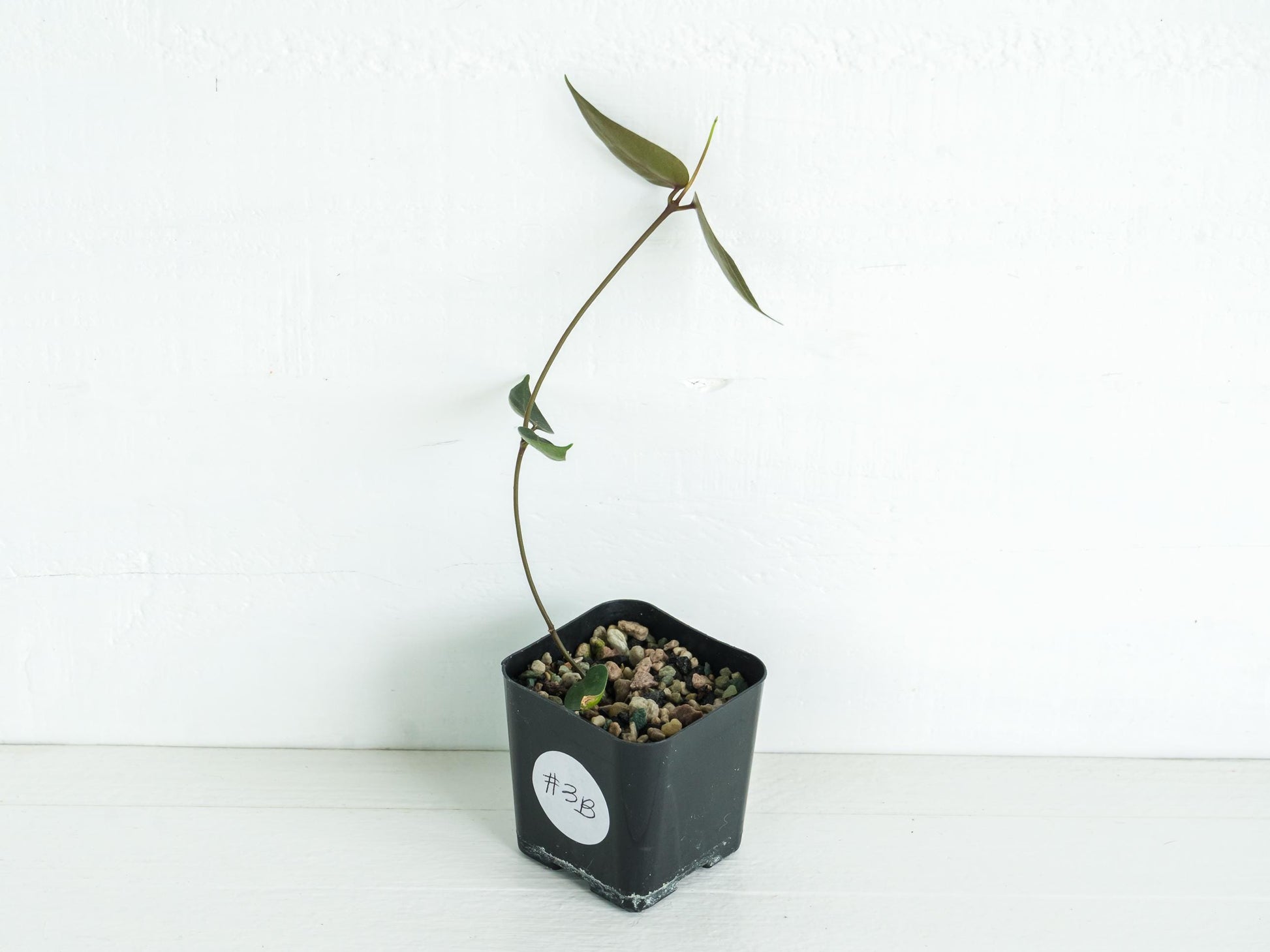 Hoya carrii (NS13-064) | 2-Inch