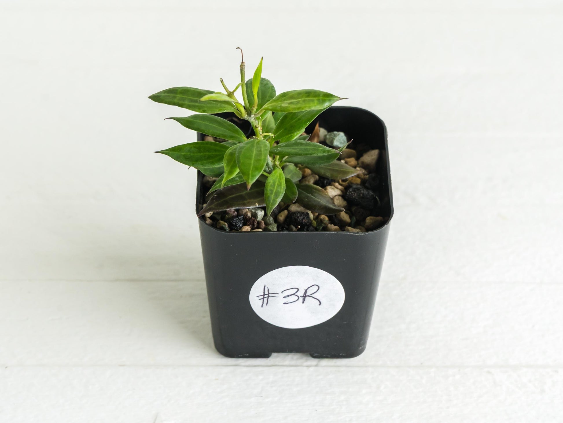 Hoya Microdwarf | 2-Inch