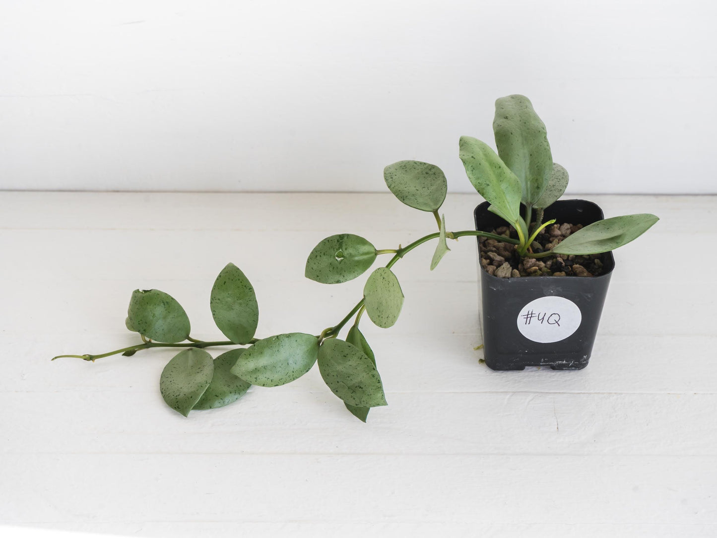 Hoya lacunosa 'Silver Mint Coin'