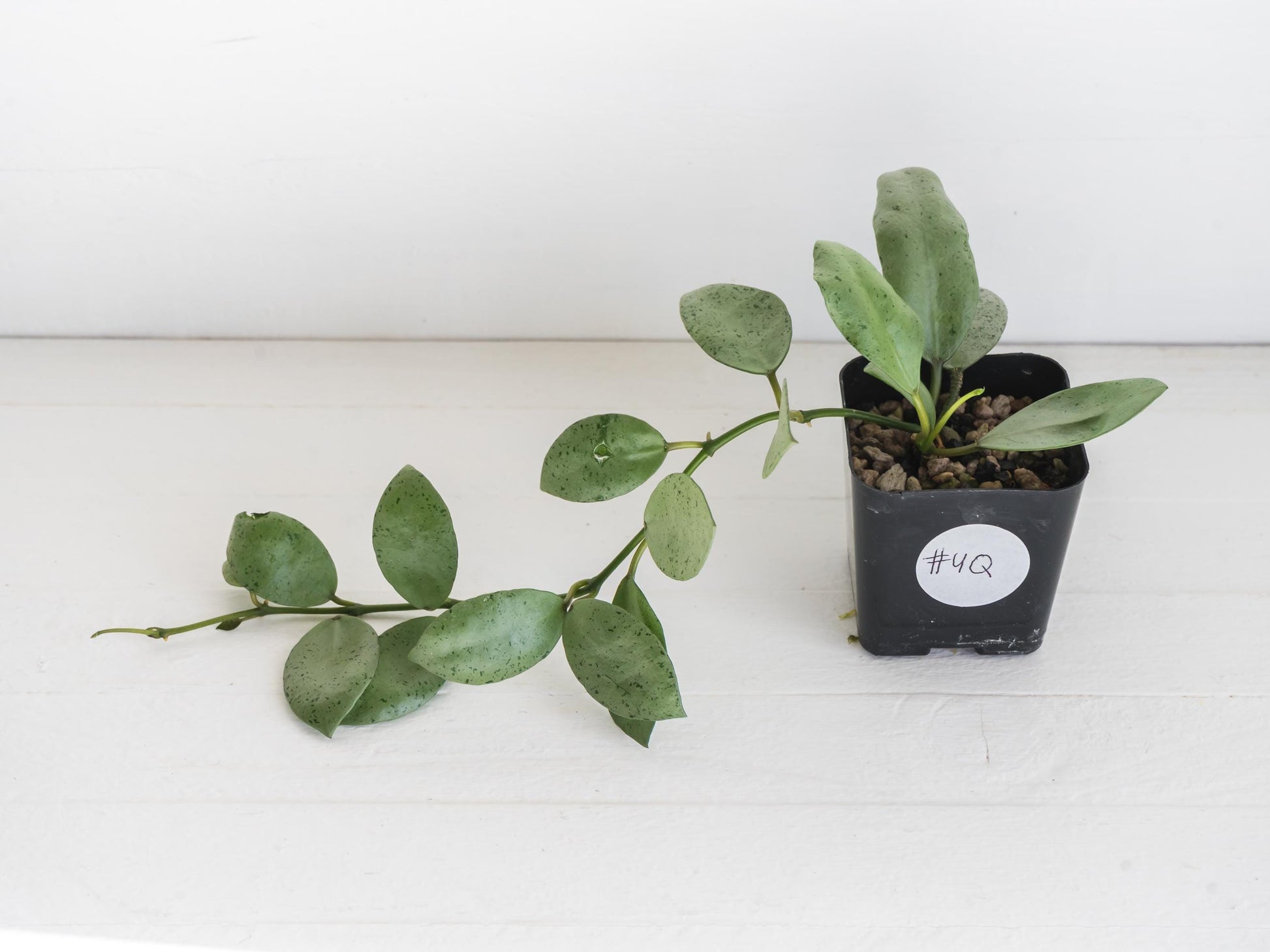 Hoya lacunosa 'Silver Mint Coin'
