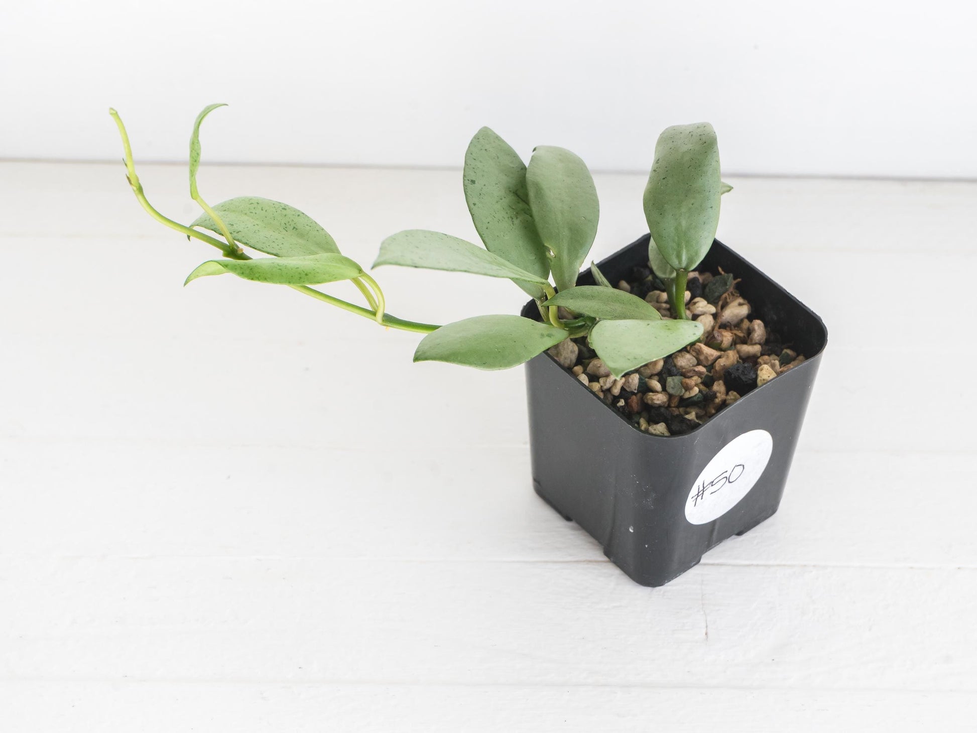 Hoya lacunosa 'Silver Mint Coin'