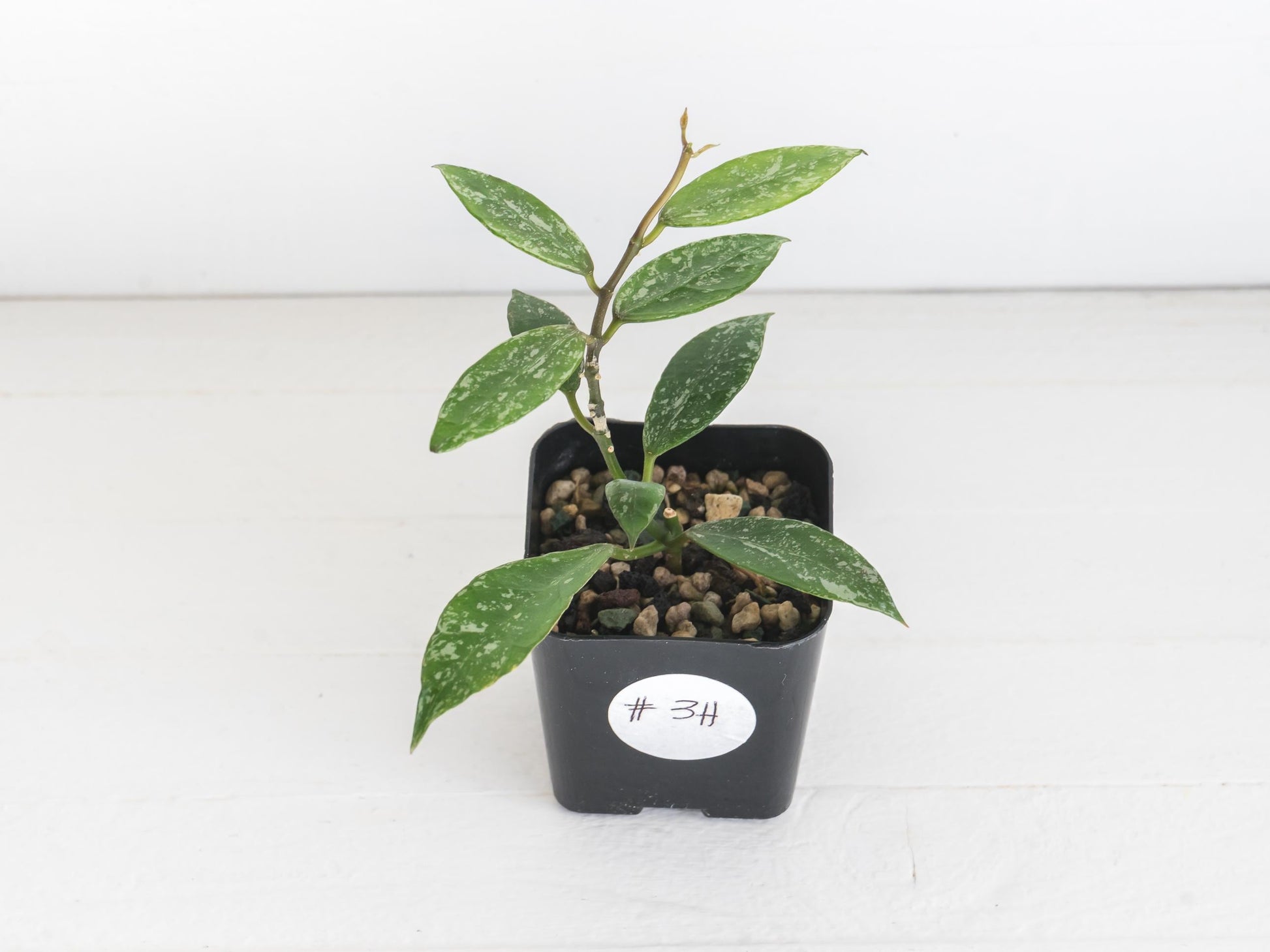 Hoya 'Rebecca' (Splash) | 2-Inch
