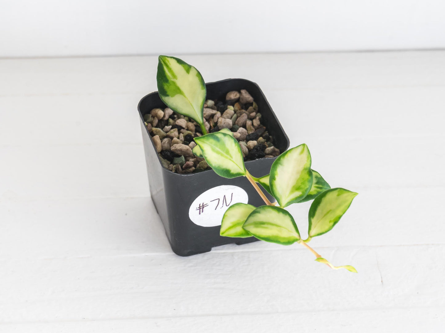 Hoya heuschkeliana (Inner Variegated) | 2-Inch