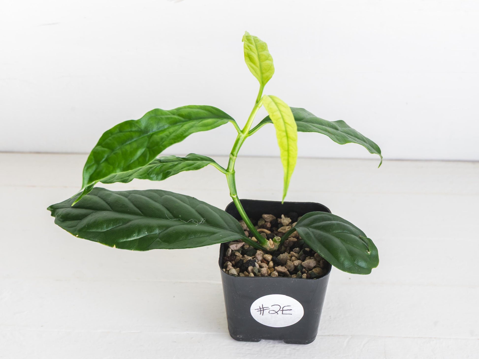 Hoya decipulae (Outer Variegated) | 2-Inch