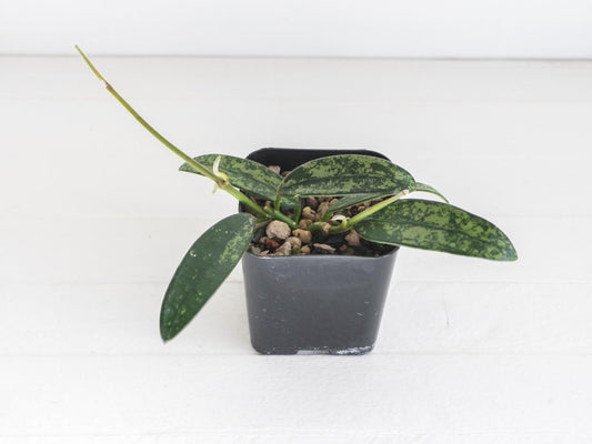 Hoya lyi (Splash) | 2-Inch
