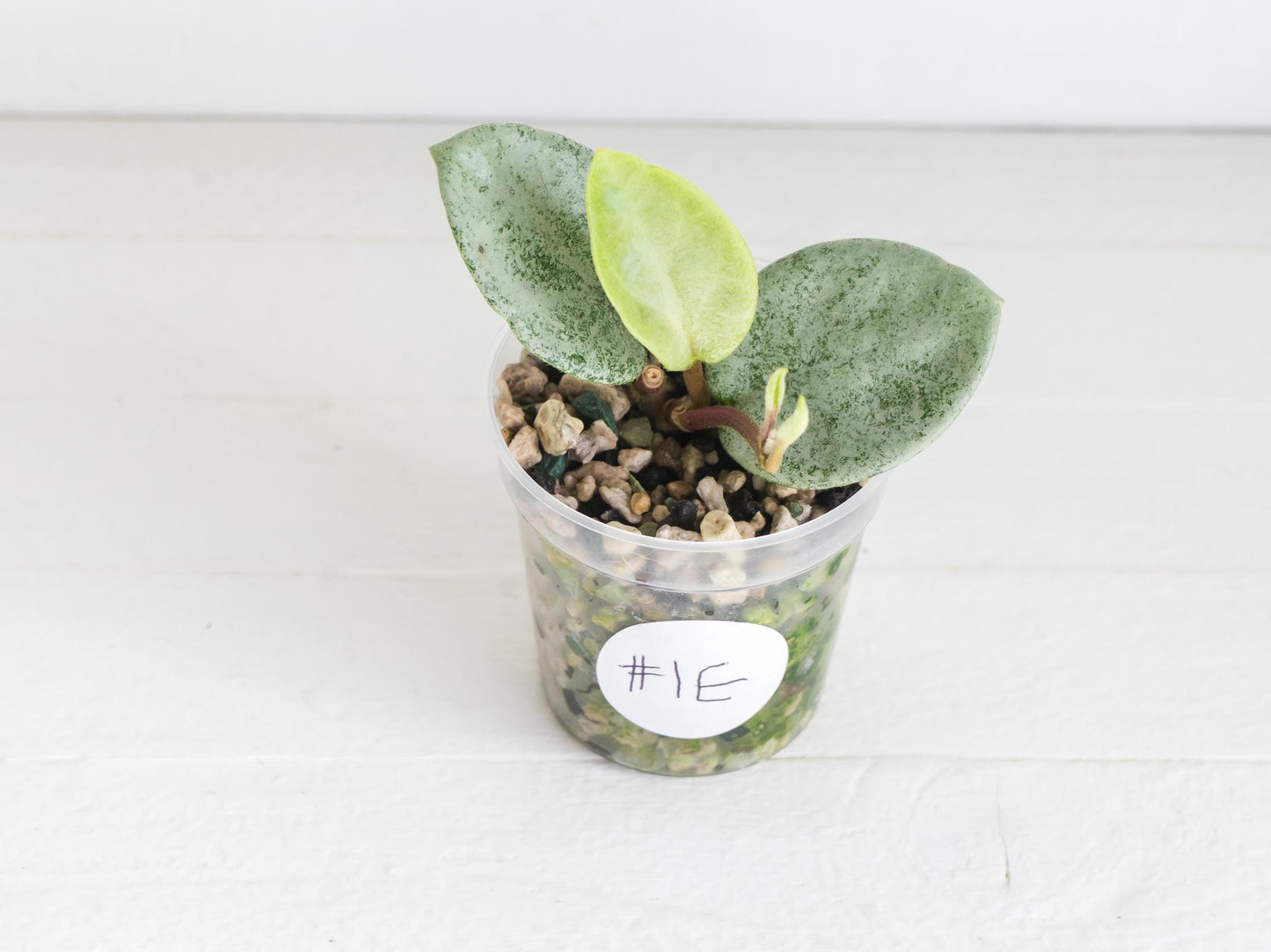 Hoya carnosa 'Nova Ghost' | 2-Inch