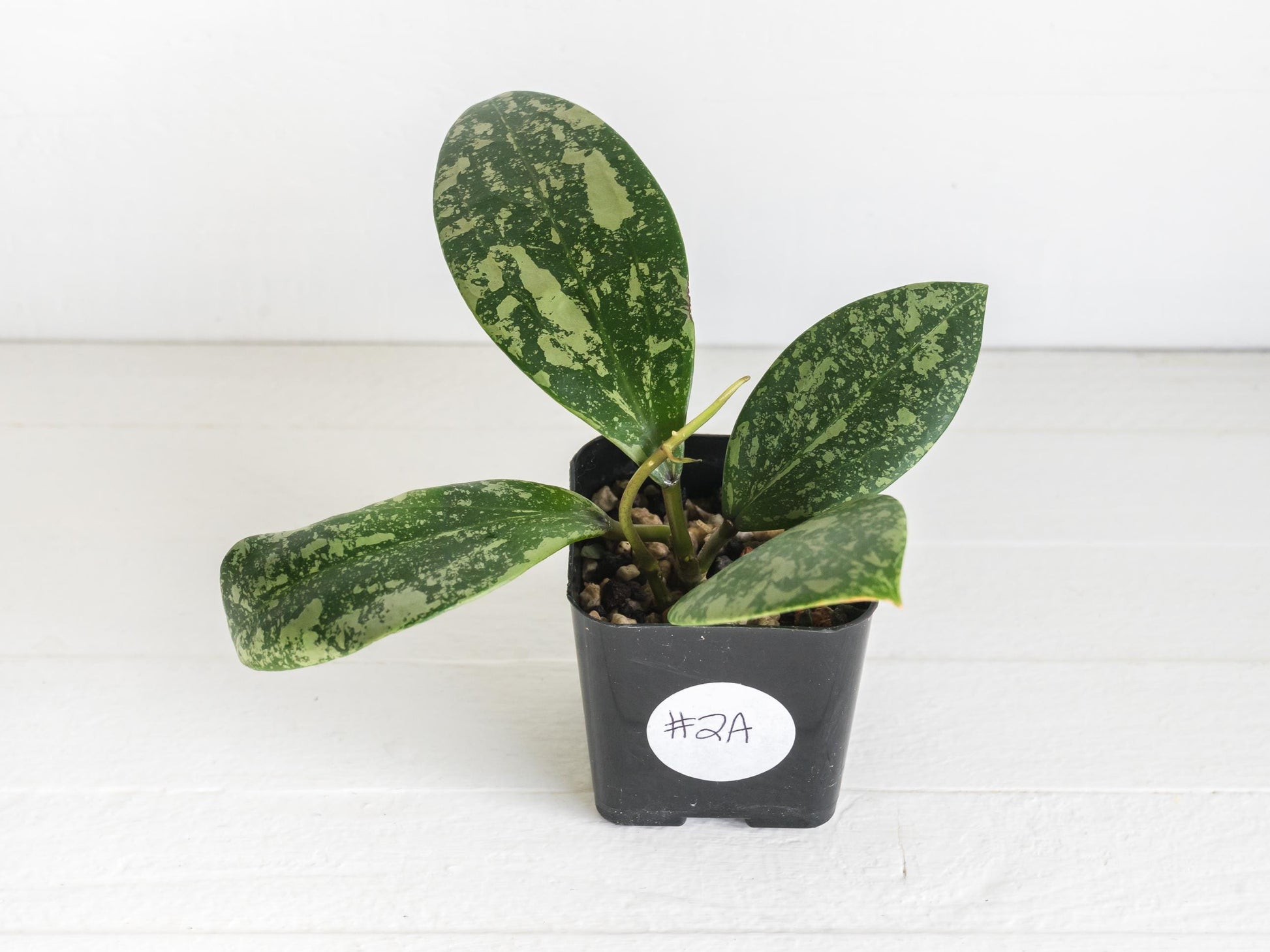 Hoya 'Wibergiae Round Leaf' (DMW-001-C) [verticillata (ex. wibergiea) x unknown] | 2-Inch