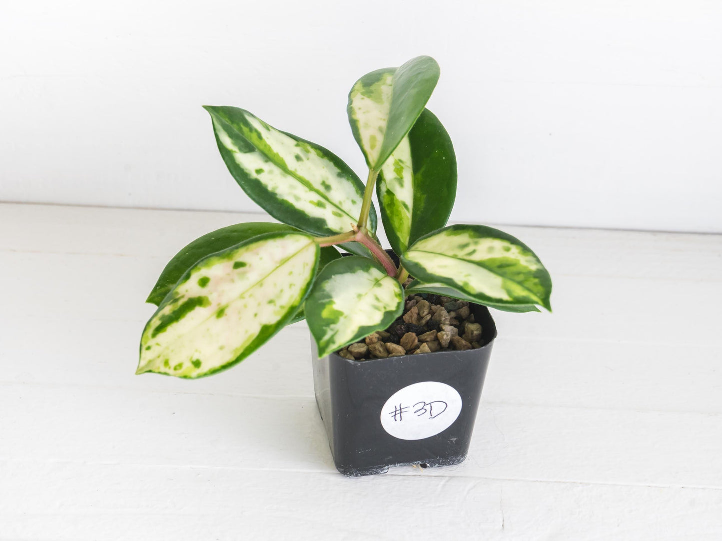 Hoya carnosa 'Madara Green Edge' | 2-Inch