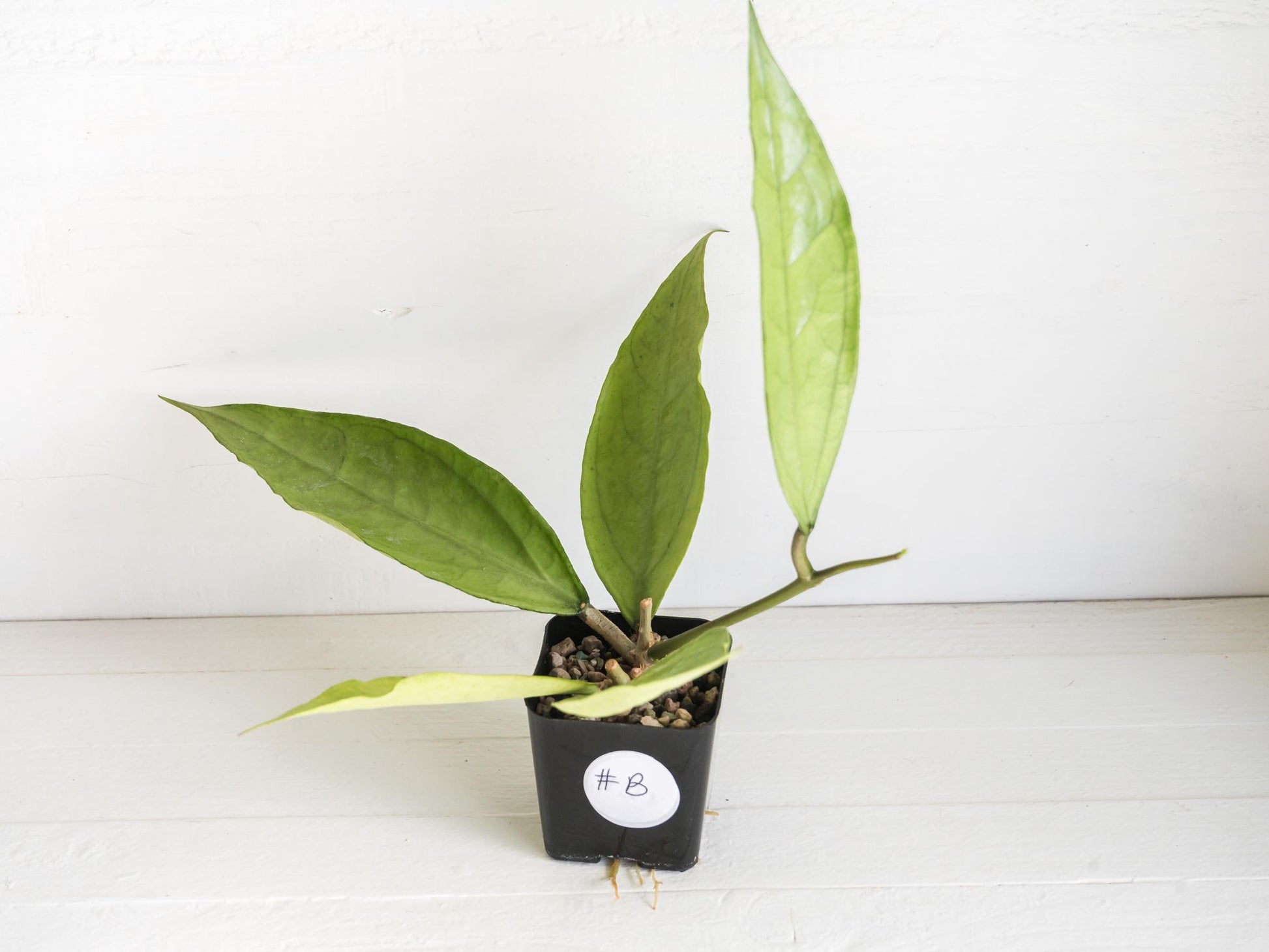 Hoya Germany (Silver) | 2-Inch