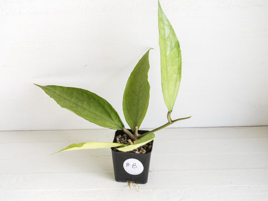 Hoya Germany (Silver) | 2-Inch