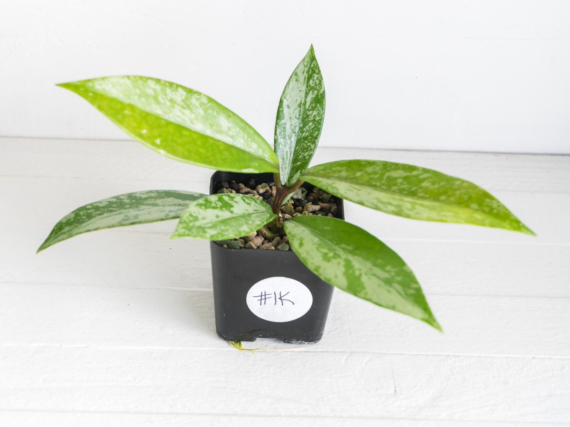 Hoya pubicalyx (Splash) | 2-Inch