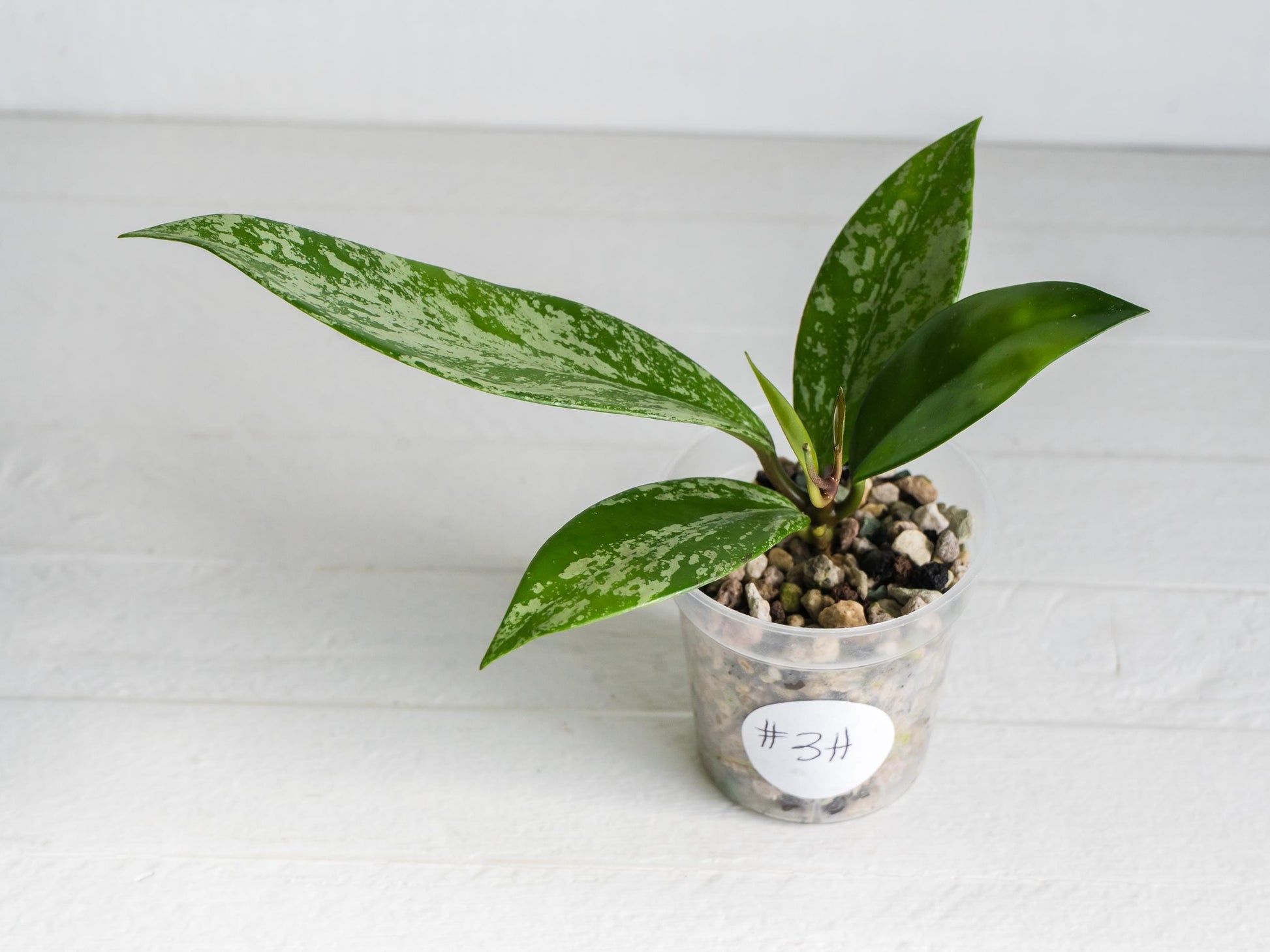 Hoya pubicalyx (Splash) | 2-Inch