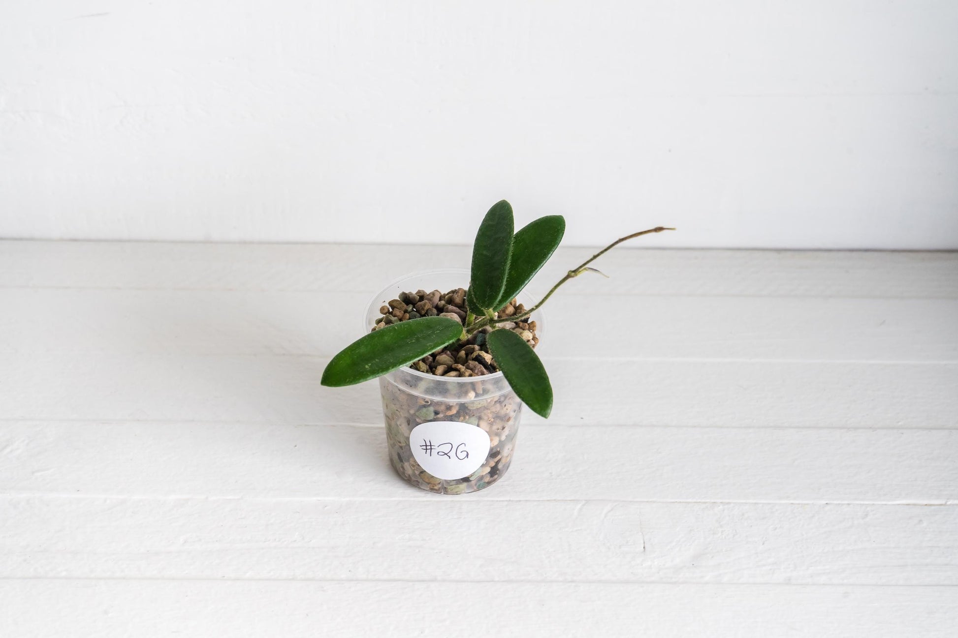 Hoya lyi | 2-Inch