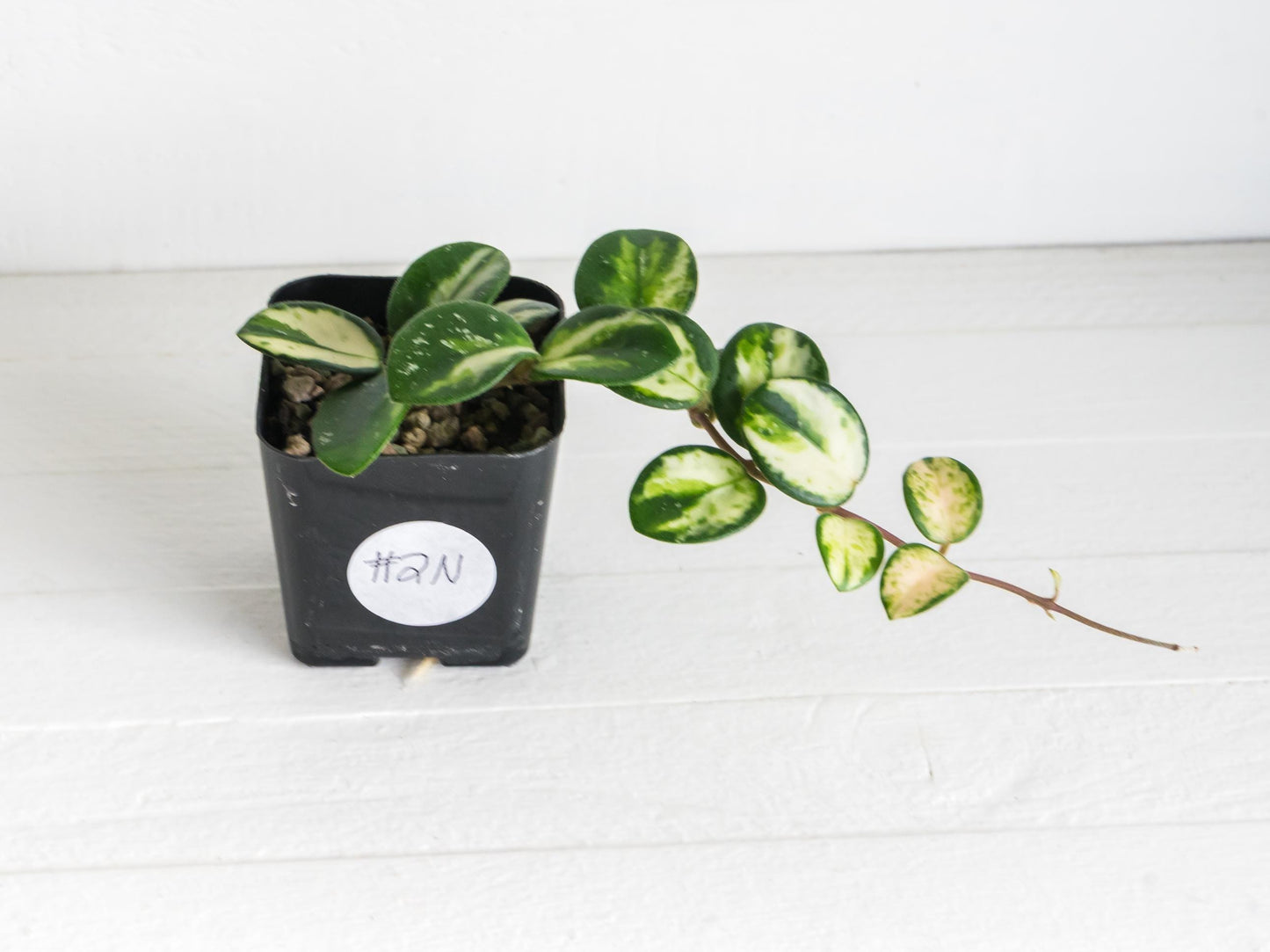 Hoya 'Mathilde' (Inner Variegated) | 2-Inch