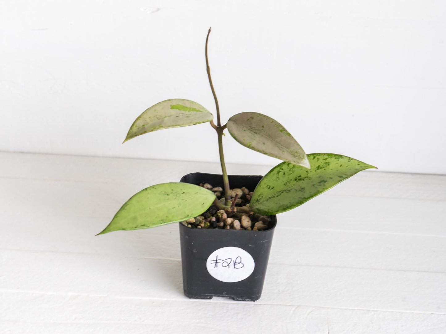 Hoya 'Snow Cui' (Silver) | 2-Inch
