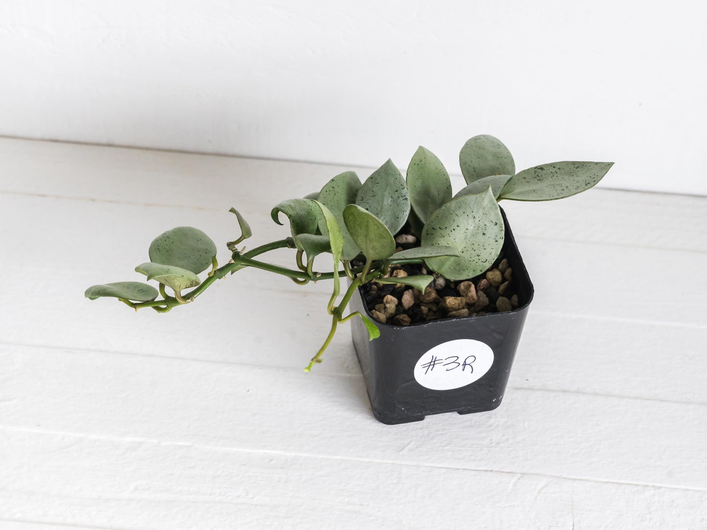 Hoya lacunosa 'Silver Mint Coin'