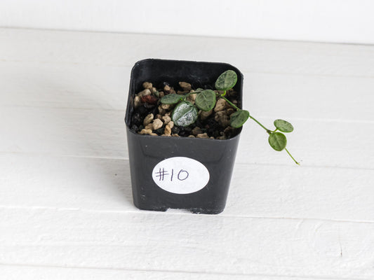 Hoya serpens (Silver) | 2-Inch