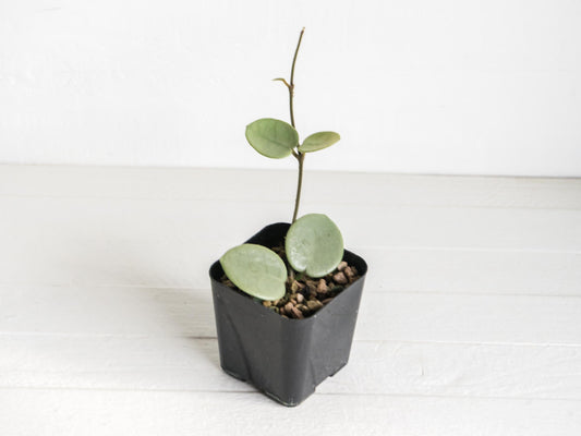Hoya 'Grey Fairy' | 2-Inch