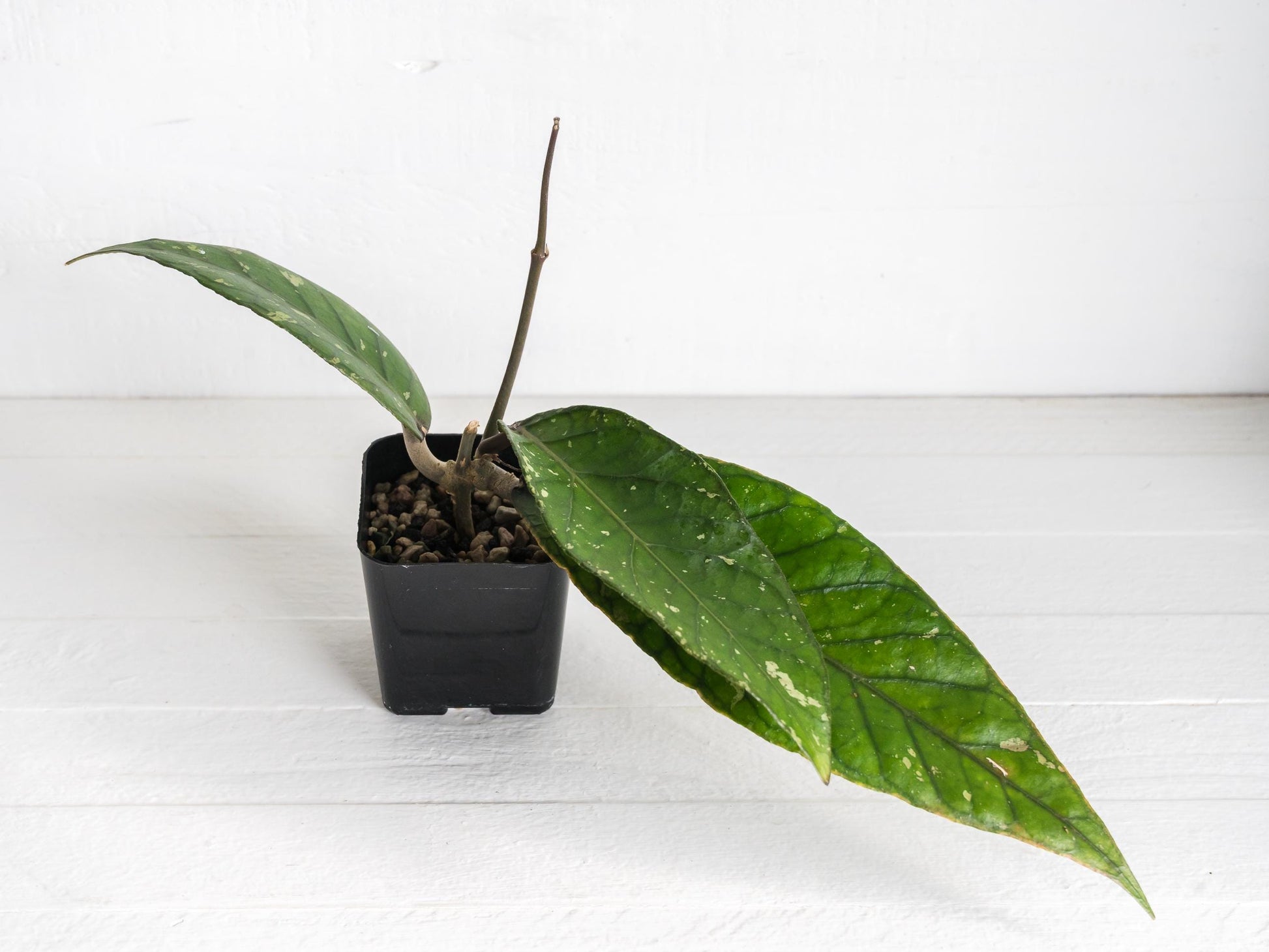 Hoya Gumpang AA001 | 2-Inch