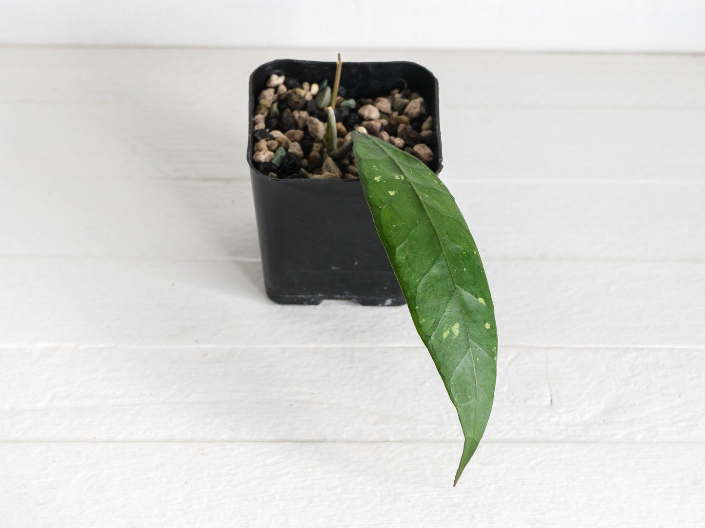 Hoya Palok Mountain SS002 | 2-Inch