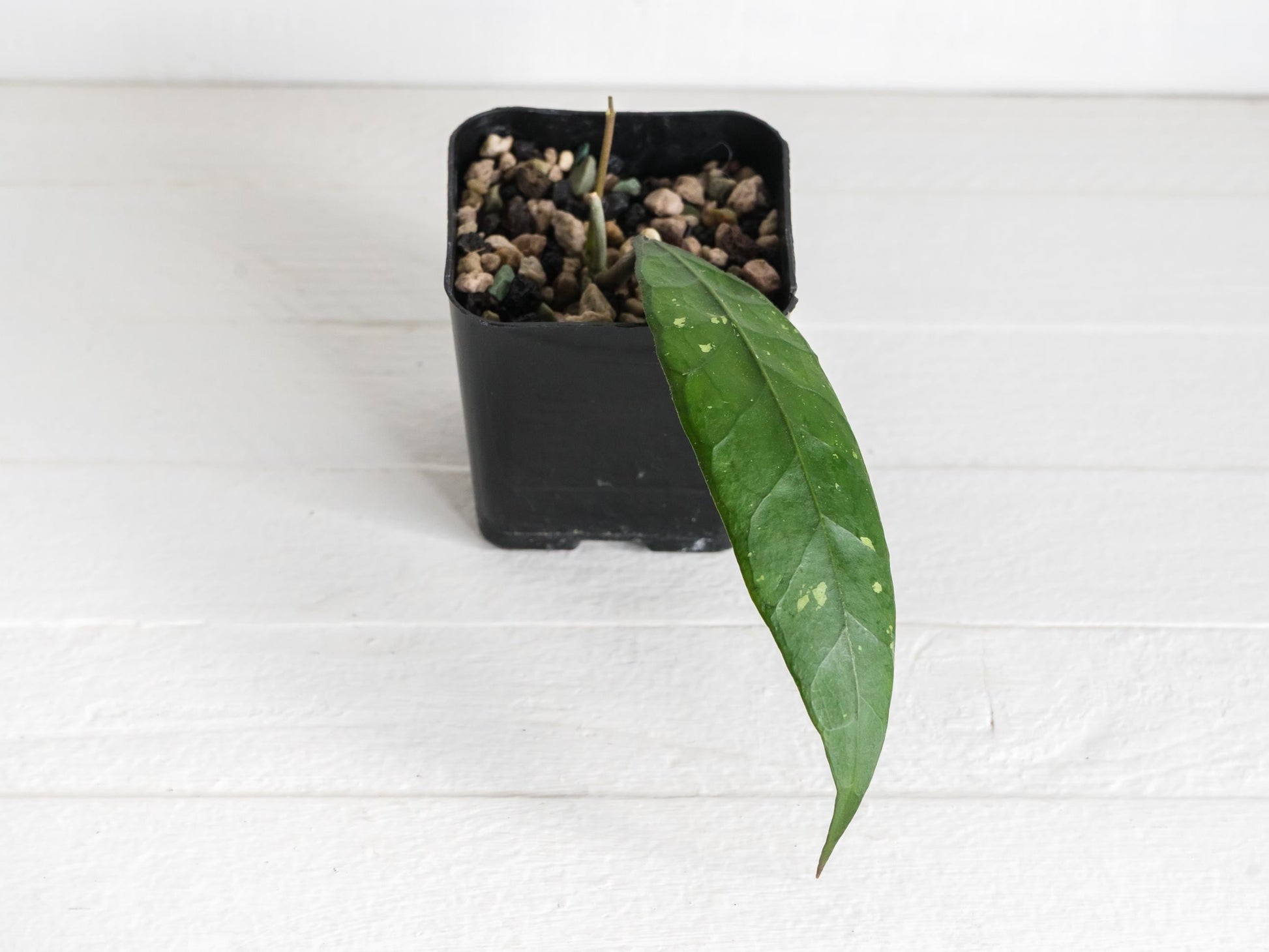 Hoya Palok Mountain SS002 | 2-Inch