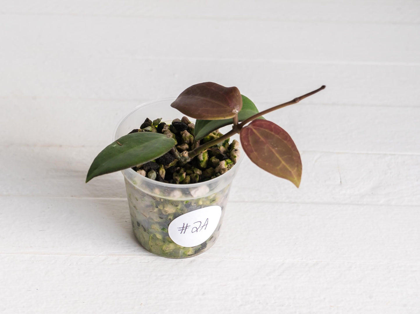 Hoya ‘Aramelon’ (UPT012) | 2-Inch