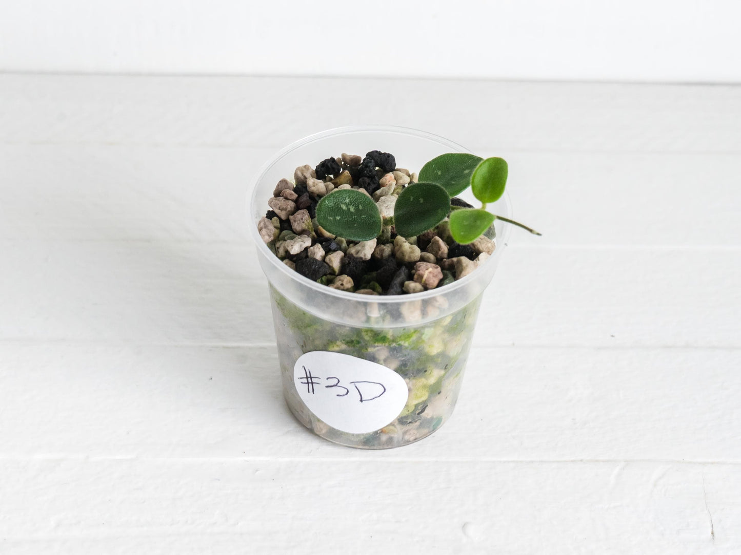 Hoya serpens | 2-Inch