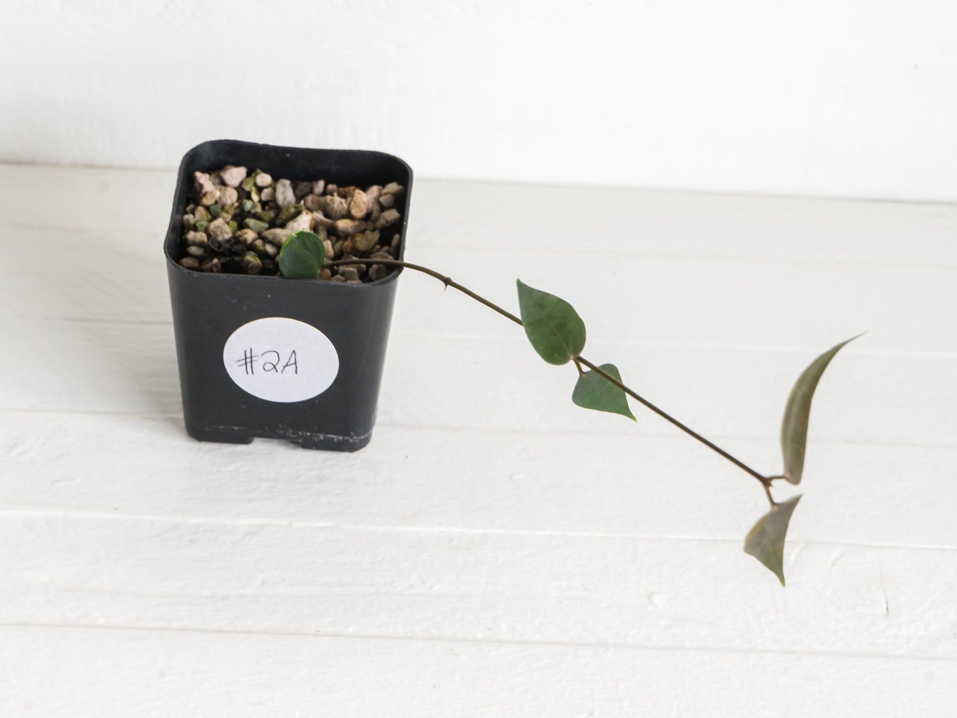 Hoya carrii (NS13-064) | 2-Inch