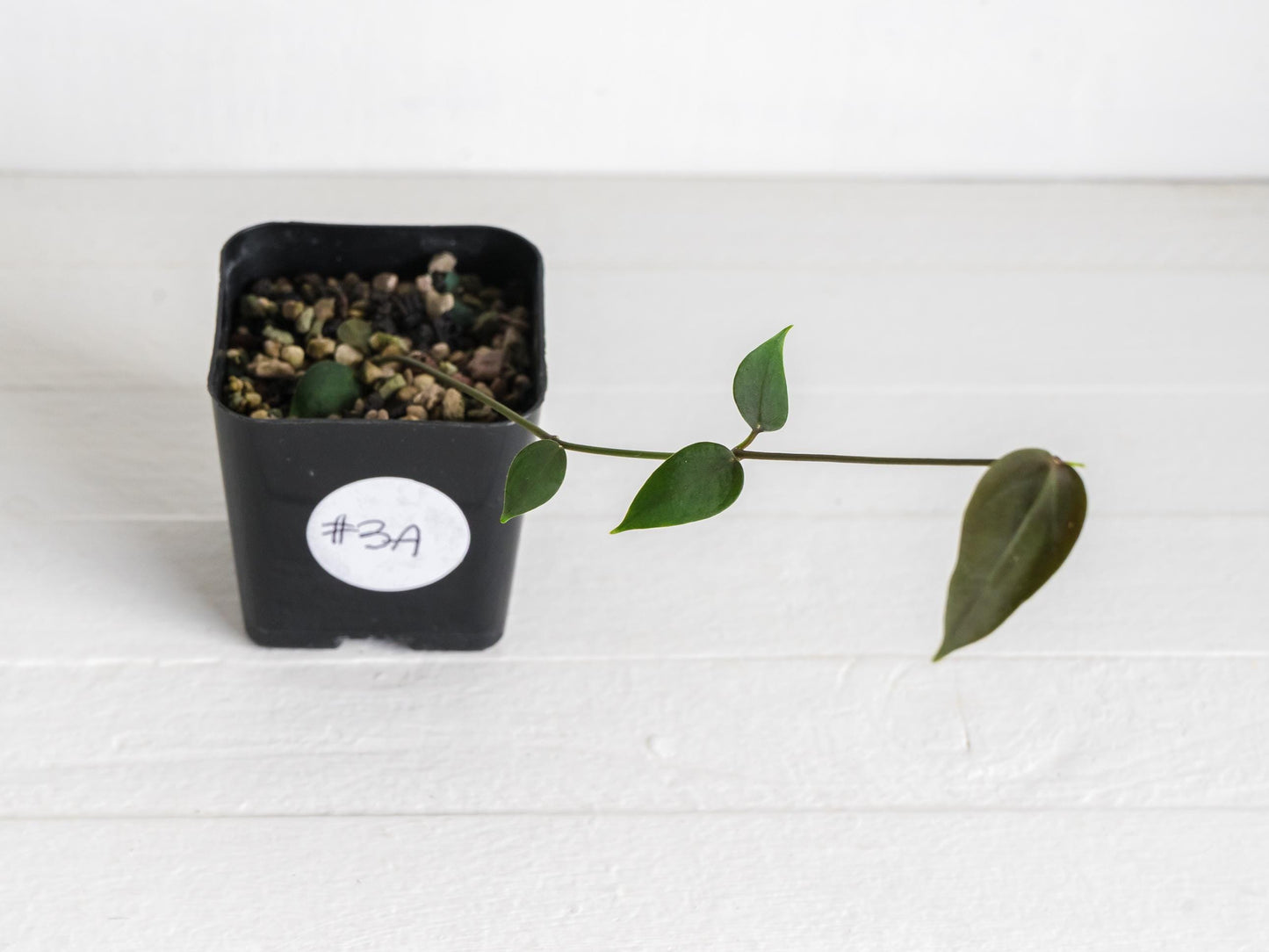 Hoya carrii (NS13-064) | 2-Inch