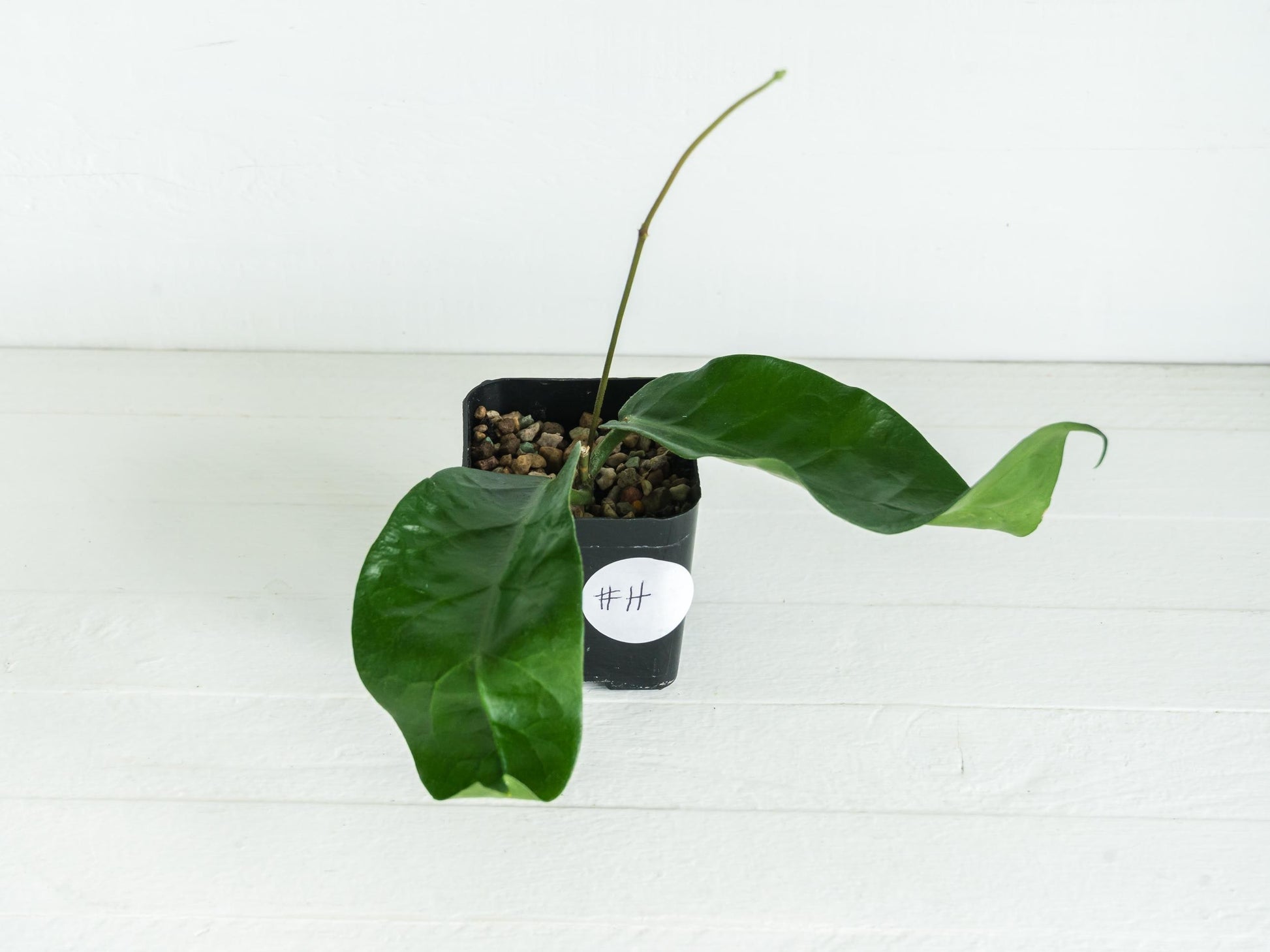 Hoya megalaster | 2-Inch