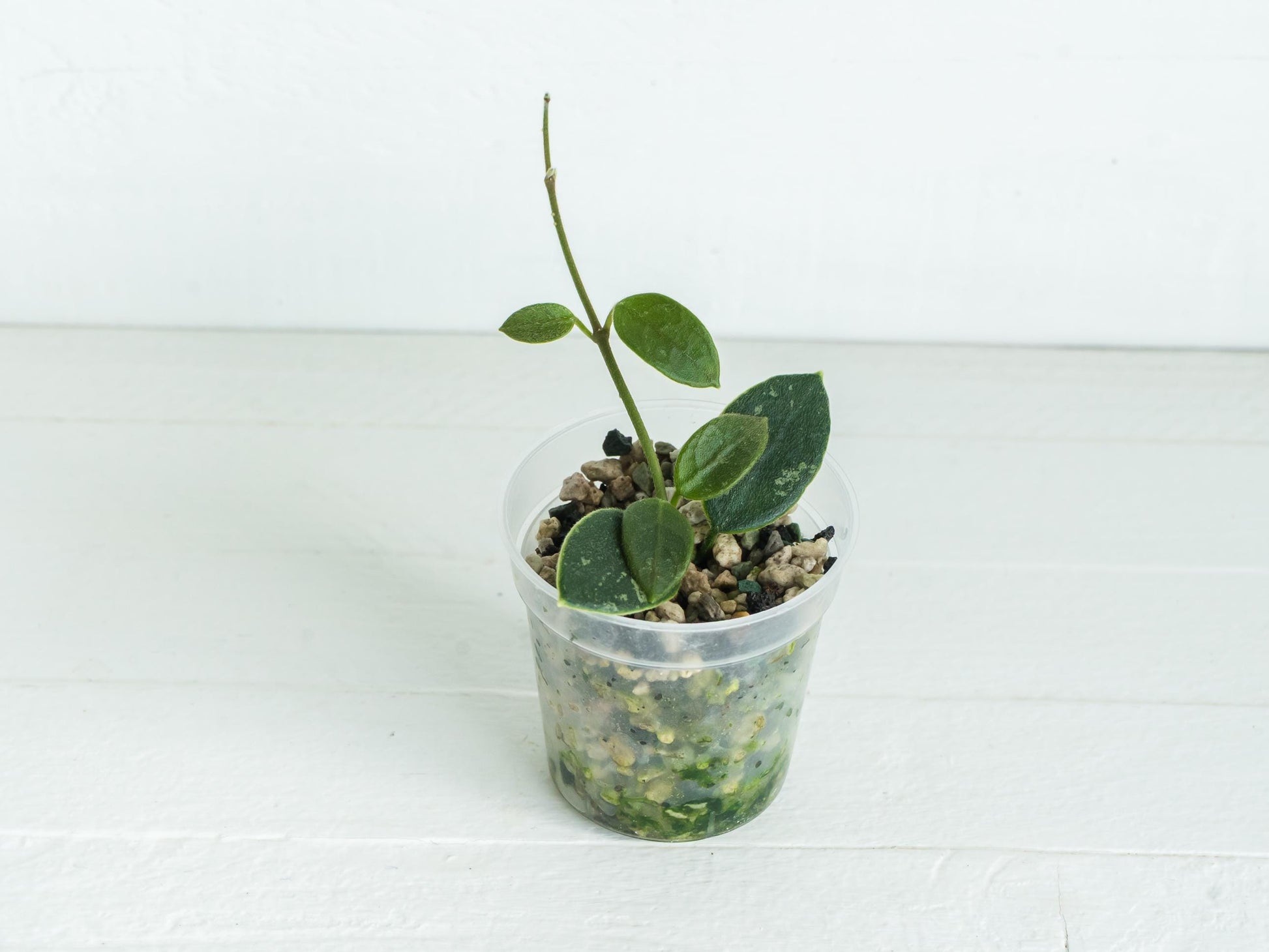 Hoya 'Lotus Bena' | 2-Inch