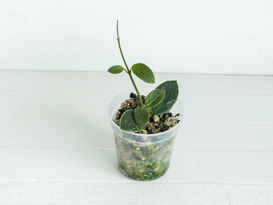 Hoya 'Lotus Bena' | 2-Inch