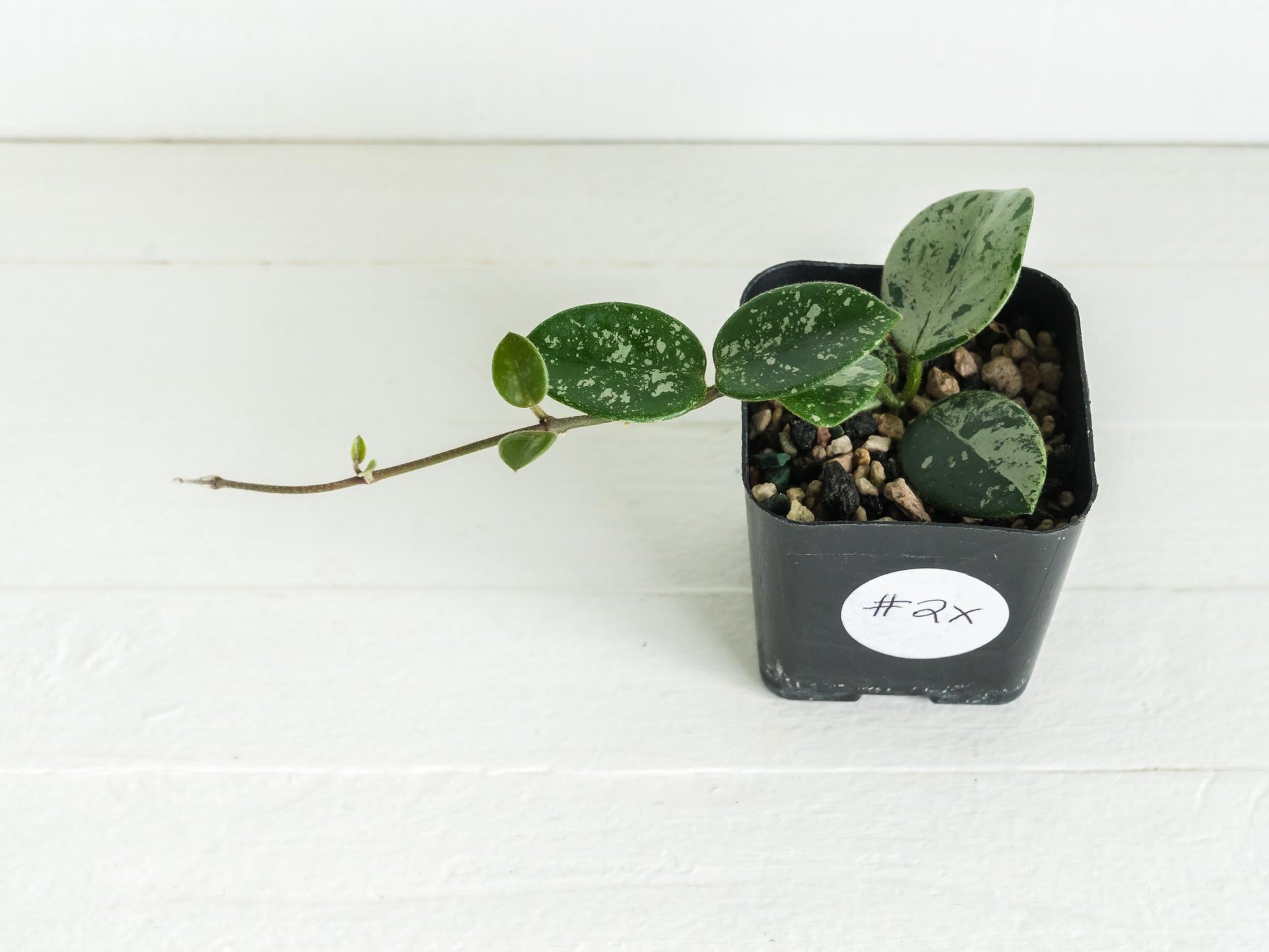 Hoya 'Mathilde' (Splash) | 2-Inch
