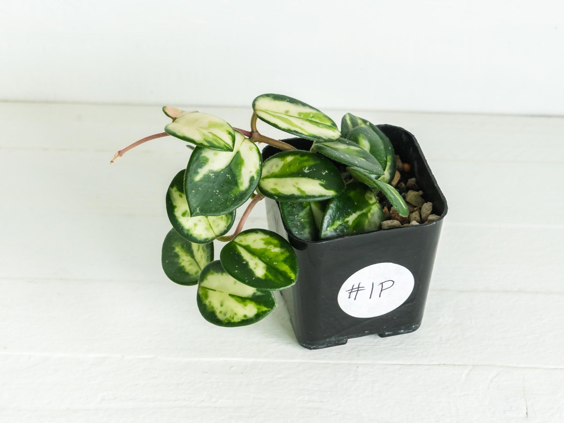 Hoya 'Mathilde' (Inner Variegated) | 2-Inch